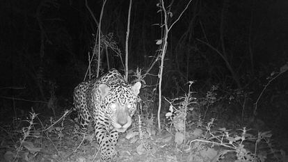 El yaguareté Qaramtá capturado por una cámara trampa en su estado silvestre.
