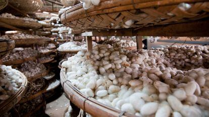 La producción a gran escala de seda natural.