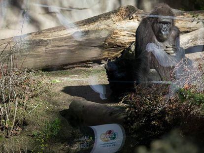 Un goril&middot;la al zoo de Barcelona.