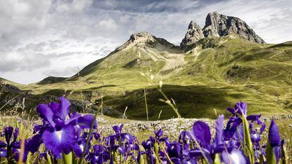Una pradera de los Pirineos cubierta de lirios azules (‘Iris latifolia’), especie endémica de la Península.