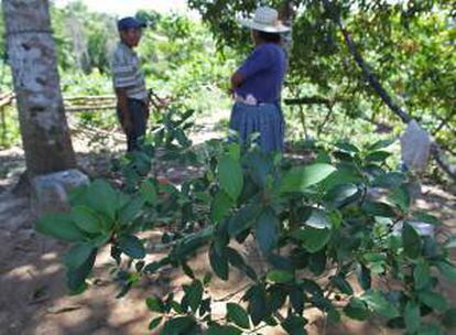 La Eurolat pidió "revisar la clasificación de sustancias ilícitas", formulada hace 50 años, entre las que se encuentra la hoja de coca. EFE/Archivo