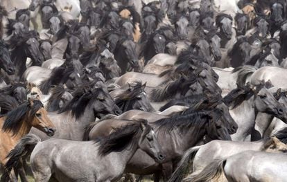 Una manada de caballos galopan durante la captura anual del caballo salvaje en Duelmen, Alemania.