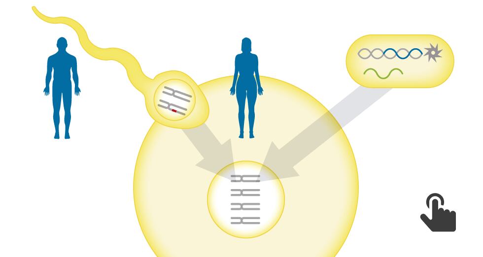 GRÁFICO: La técnica CRISPR que repara el ADN dañino