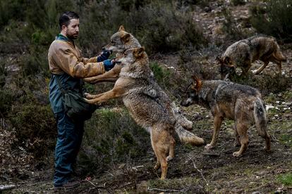 Uno de los cuidadores del Centro del lobo ibérico de Castilla y León da de comer a los ejemplares.