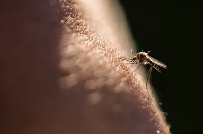 Un mosquito pica a una persona