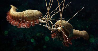 'Alalcomenaeus cambricus', ilustración ganadora.