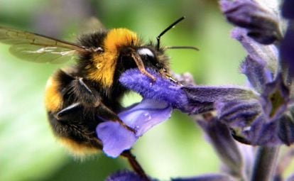 Un abejorro busca néctar en una flor.