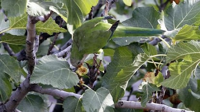 Una cotorra argentina come en un árbol de un patio de Madrid.