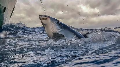 Pesca de tiburones con palangre en el Atlántico Norte.