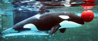 La orca Morgan durante una actuaci&oacute;n en el Loro Parque de Tenerife