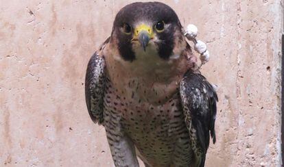 Rehabilitación de un halcón peregrino.