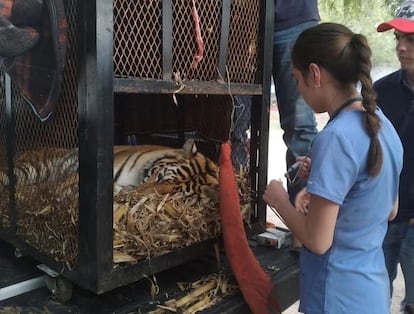 El ejemplar de tigre de bengala rescatado en un cateo en una finca de Río Verde, en San Luis Potosí.