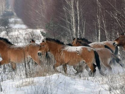 Caballos salvajes cerca de la central de Chernóbil (Ucrania)