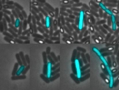 Colonias de bacterias que se comportan igual, la de arriba en el circuito natural y la de abajo en el circuito sintético.