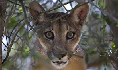 El puma es uno de los tesoros de Centroamérica.
