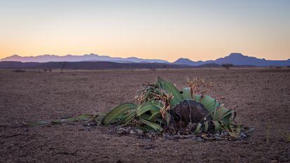 Un ejemplar de Welwitschia en el desierto de Namib, en Namibia, en 2016.