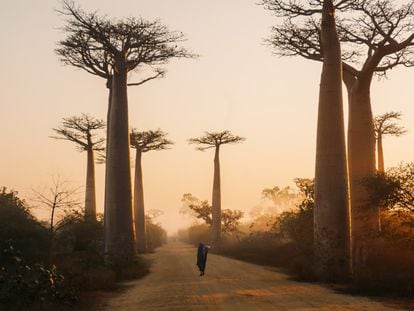 Un camino de baobabs en Morondava, Madagascar.