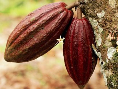 Fruto del &aacute;rbol del cacao.