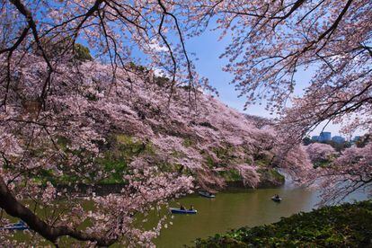 'Hanami' es como se denomina en Japón al tradicional picnic primaveral que se realiza bajo los cerezos para contemplar su espectacular floración, entre mediados de marzo y principios de abril. Para seguir la costumbre, además, uno debe beber sake y comer sakura mochi, un pastel de judías rojas cubierto por una hoja de cerezo. El ritual, antiquísimo (data del siglo VIII), se puede disfrutar en numerosos parques y ciudades de todo el país, el de Chidorigafuchi, en el barrio tokiota de Chiyoda, uno de los lugares más singulares. Los visitantes pueden alquilar barcas para surcar el río y admirar los cerezos desde el agua. Este árbol tradicional japonés no da cerezas, se cultiva por su belleza y su floración es entendida como una metáfora de la propia vida, frágil y efímera.