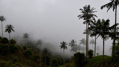 El árbol nacional de Colombia, la palma de cera, vive hasta 200 años. La especie está en peligro de extinción.
