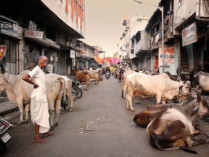 Vacas en una calle de la India.