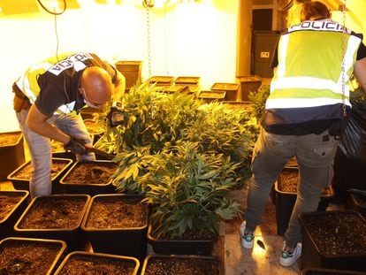 Agentes de la Policía Nacional desmantelan una plantación de marihuana, en el barrio San José Obrero de Alcantarilla.