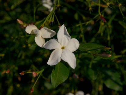 Las flores del jazmín de España o de flores grandes tienen mayor tamaño que la de los otros jazmines más usuales.