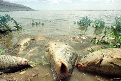 Peces muertos en las orillas del río Guadalquivir tras el vertido de Aznalcóllar (Sevilla).