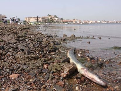 Aparición de peces muertos (anguila) en las playas del Mar Menor, Murcia.