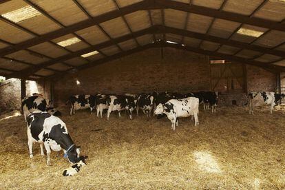 <p>En los últimos 30 años ha crecido el interés del consumidor por la seguridad alimentaria. Pero también por las buenas prácticas en los centros de producción. <strong>El consumidor exige un respeto por la calidad de vida de la vaca lechera, que redunda, no solo en el propio animal, sino en la propia salud humana</strong>. Así se recoge en un <a href="https://www.aenor.com/Certificacion_Documentos/Folletos/Bienestar-animal-16nov14.pdf" rel="nofollow" target="_blank">folleto informativo para AENOR</a>.</p> <p>Con el fin de darle respuesta, AENOR desarrolla conjuntamente con el Institut de Recerca i Tecnologia Agroalimentàries (IRTA), adscrito al Departamento de Agricultura y Ganadería de la Generalitat de Catalunya, un nuevo esquema de certificación en materia de Bienestar Animal, basado en el esquema impulsado por el proyecto de investigación Welfare Quality financiado por la Unión Europea entre 2004 y 2009. Si hasta entonces los análisis de las granjas se centraban en comprobar que los animales contaban con agua y comida y unas instalaciones con ciertas medidas, ahora se va más allá y se somete al escrutinio la calidad del sustento o las condiciones de mantenimiento del espacio (un agujero en el suelo puede parecer nimio, pero lesionar gravemente al animal si le ocasiona una caída).</p> <p><strong>Cuatro son los parámetros que se valoran para otorgar el sello de Bienestar Animal de AENOR: garantizar una buena alimentación, buen alojamiento, la buena salud del animal y el comportamiento apropiado para las necesidades de la especie (que la vaca no viva estresada o atemorizada)</strong>. El primer certificado se concede en 2014 a granjas de vacuno de leche ATO, perteneciente a la <a href="https://www.capsafood.com/es/" rel="nofollow" target="_blank">Corporación Agroalimentaria Peñasanta</a> (CAPSA), un conglomerado que incluye, entre otras, a Central lechera Asturiana, Vega de Oro y Larsa.</p>
