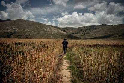 Celedonio Campaza Baca, facilitador y agricultor de ReSCA, camina en su campo de quinua 