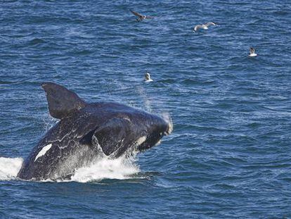 Una ballena franca saltando cerca de la costa en Hermanus (Sud&aacute;frica). 