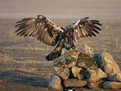 Spanish imperial eagle, Aquila adalberti, single bird in flight, Spain, September 2023