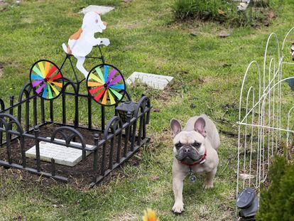 Fotografía del 28 de julio de 2023 que muestra a un perro mientras camina entre las tumbas del cementerio de mascotas Funeravet, en La Calera (Colombia). EFE/Carlos Ortega
