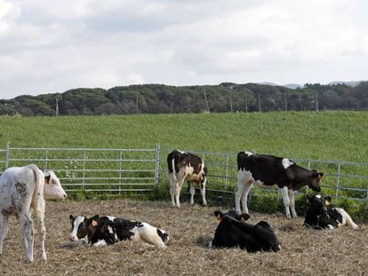 Masajes, alimentación controlada o música clásica: así cuidan a las vacas en una granja familiar