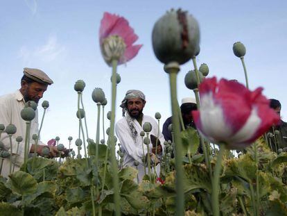 Agricultores dedicados al cultivo de la amapola para la producción de heroína en la provincia de Jalalabad (Afganistán).