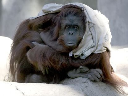 La orangutana Sandra, en el zoo de Buenos Aires, en mayo.