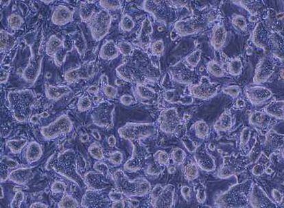 Células de ratón utilizadas en los experimentos de la Universidad de Kioto.