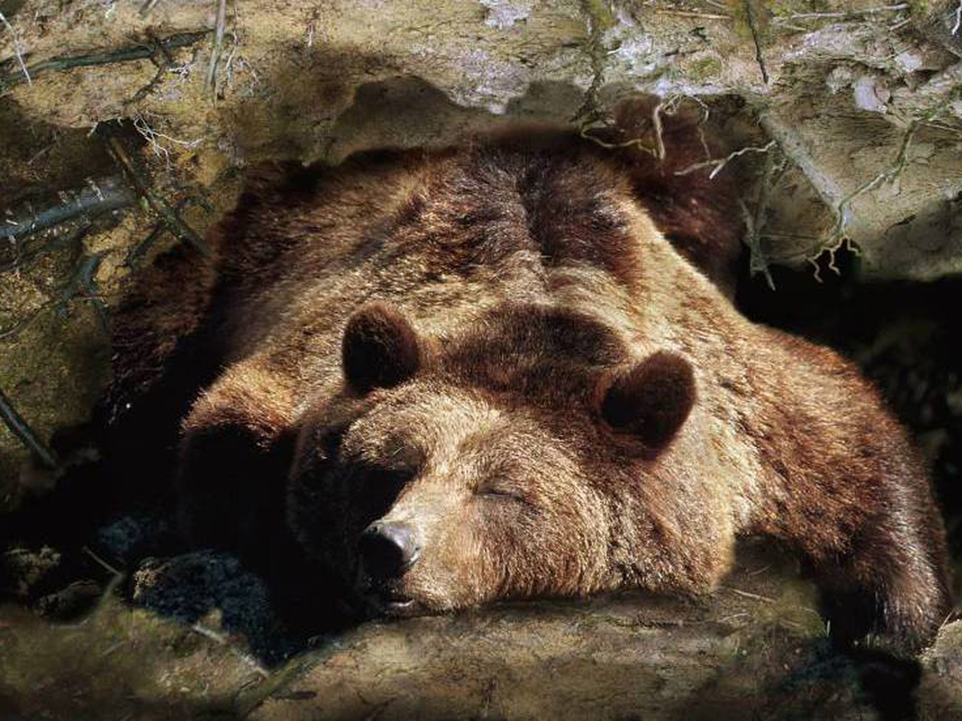 Медведь в берлоге лапу. Бурый медведь в спячке. Бурый медведь в берлоге. Спящий медведь.