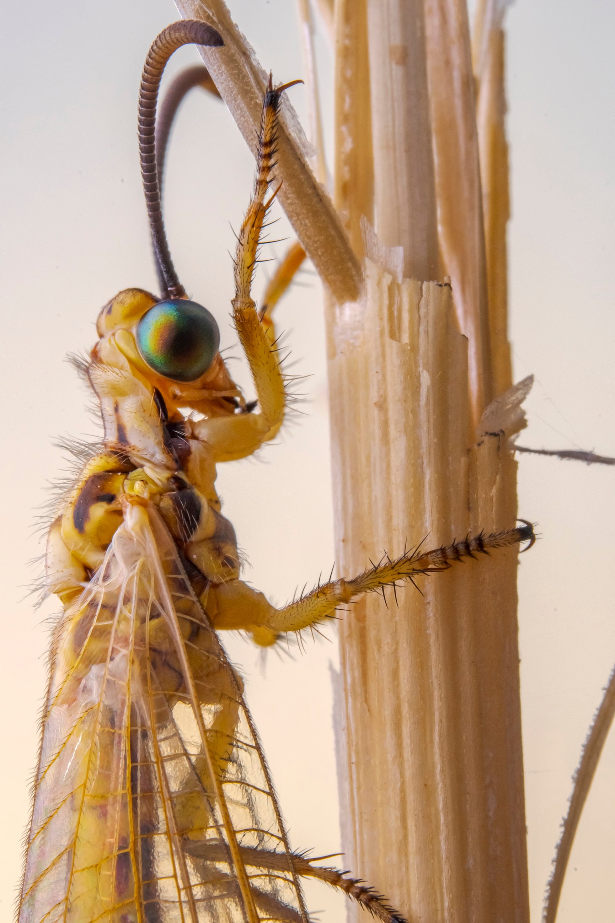 Los insectos e insecticidas un serio peligro para nuestros escosistemas ...