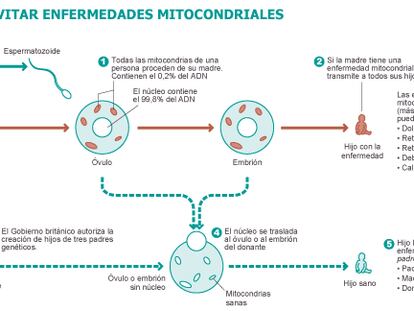 El Gobierno británico da luz verde a la creación de hijos de tres ‘padres’ genéticos