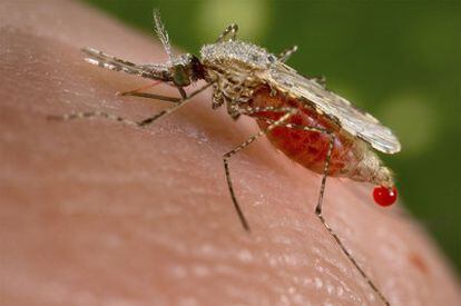 Mosquito anofeles posado sobre un ser humano.