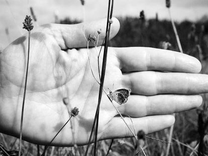 Una mariposa Ícaro en Muros de Nalón, Asturias, en el verano de 2020.