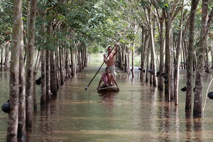 Plantación de caucho en la provincia tailandesa de Nakhon Si Thammarat. Originario de la selva amazónica, ingleses y holandeses lo introdujeron en el sudeste asiático.