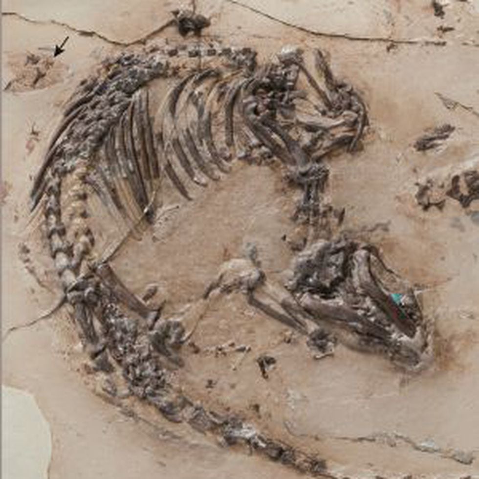 Un fósil hallado en Cuenca muestra la evolución del pelo en los mamíferos |  Ciencia | EL PAÍS