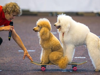 Dos caniches durante la exhibición de perros con pedigrí en Rostock (Alemania), en 2014.