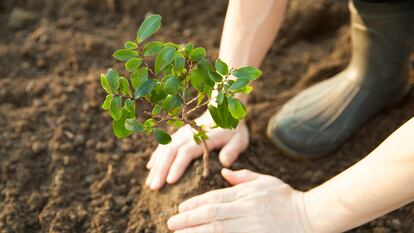 Junto a la reforestación de las cuatro hectáreas en Castrocontrigo, se realizarán campañas de concienciación sobre la importancia de proteger y cuidar el patrimonio forestal para las futuras generaciones.