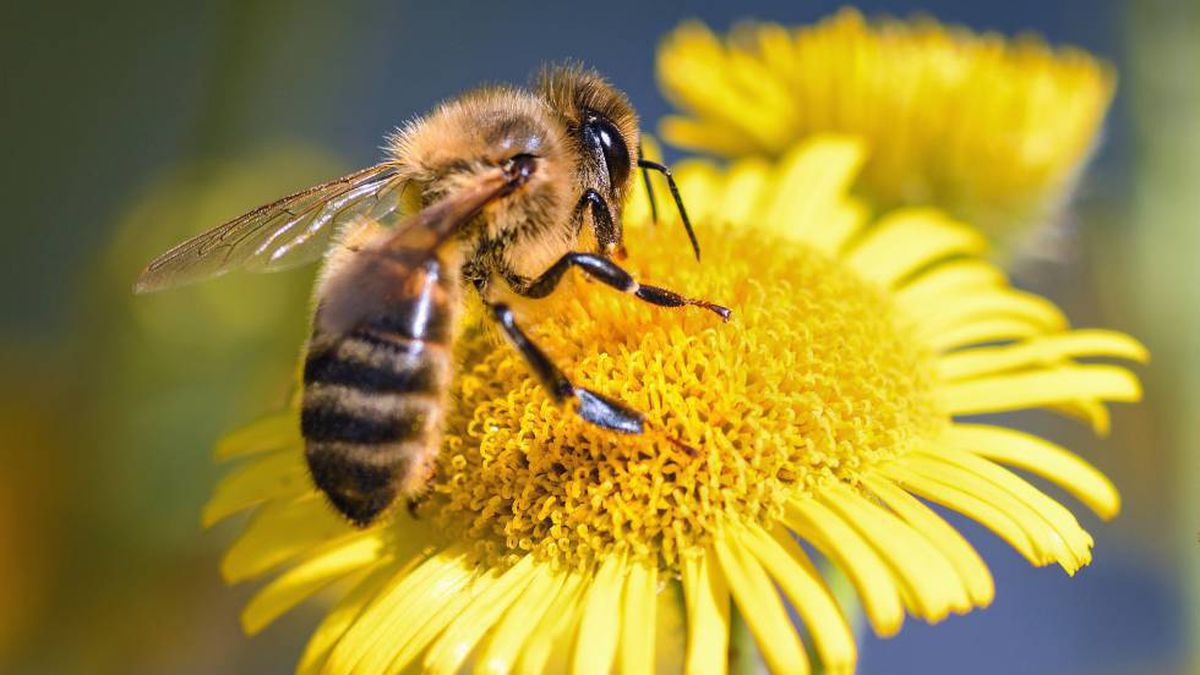 El secreto de la polinización se halla en el cuerpo de las abejas | Ciencia