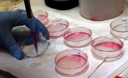 Cultivos celulares en un laboratorio