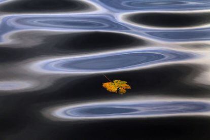 Una hoja de otoño flotando en las oscuras aguas de un pantano en el lago Elbsee cerca Aitrang, Alemania, el 29 de octubre de 2013.